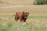 DOGUE DE BORDEAUX 065